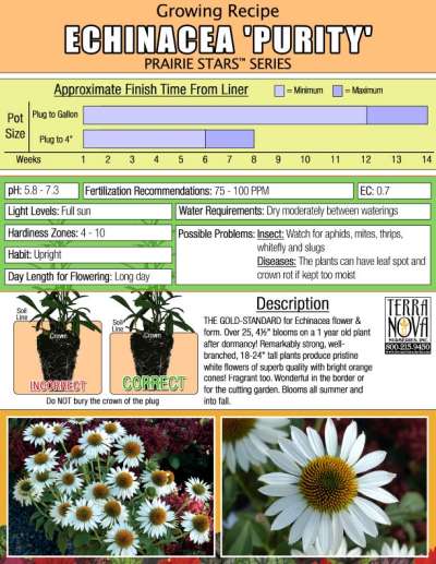 Echinacea 'Purity' - Growing Recipe