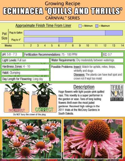 Echinacea 'Quills and Thrills' - Growing Recipe