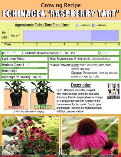 Echinacea 'Raspberry Tart' - Growing Recipe