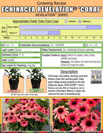 Echinacea REVELATION® 'Coral' - Growing Recipe