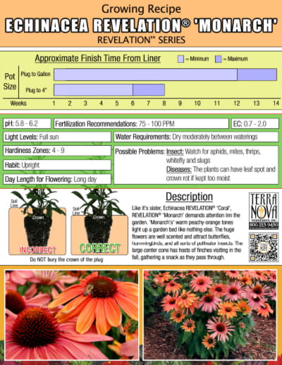 Echinacea REVELATION® 'Monarch' - Growing Recipe
