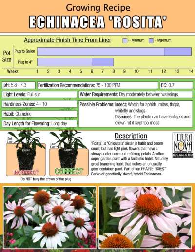 Echinacea 'Rosita' - Growing Recipe