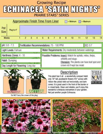 Echinacea 'Satin Nights' - Growing Recipe