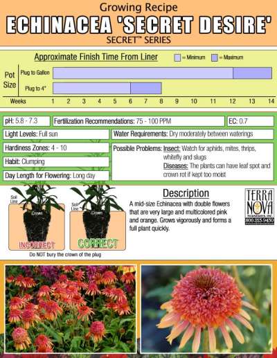 Echinacea 'Secret Desire' - Growing Recipe