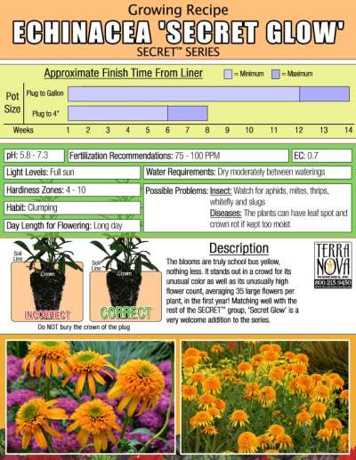 Echinacea 'Secret Glow' - Growing Recipe