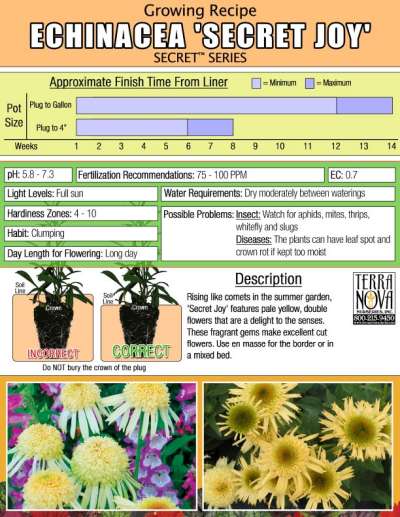 Echinacea 'Secret Joy' - Growing Recipe