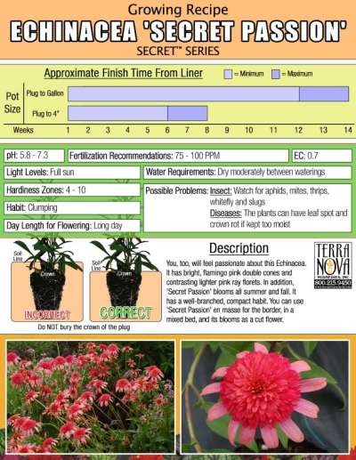 Echinacea 'Secret Passion' - Growing Recipe