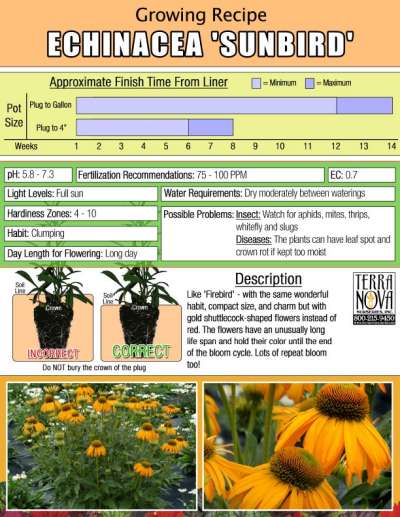 Echinacea 'Sunbird' - Growing Recipe