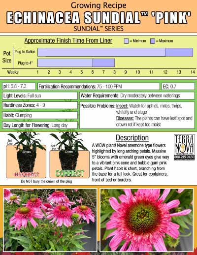 Echinacea SUN DIAL™ 'Pink' - Growing Recipe