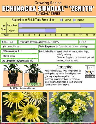 Echinacea SUN DIAL™ 'Zenith' - Growing Recipe