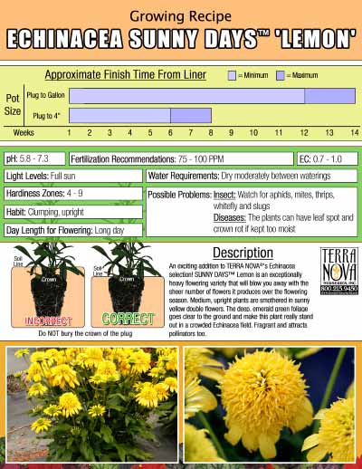 Echinacea SUNNY DAYS™ 'Lemon' - Growing Recipe