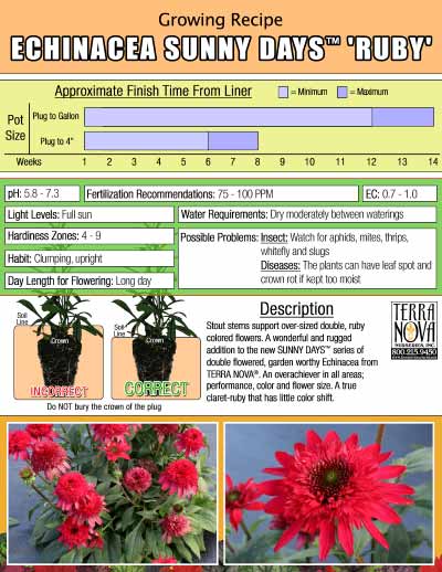 Echinacea SUNNY DAYS™ 'Ruby' - Growing Recipe