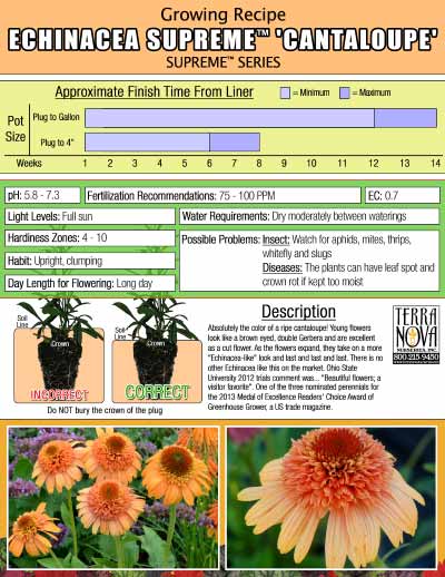 Echinacea SUPREME™ 'Cantaloupe' - Growing Recipe