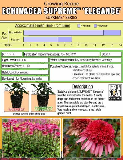 Echinacea SUPREME™ 'Elegance' - Growing Recipe