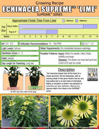 Echinacea SUPREME™ 'Lime' - Growing Recipe
