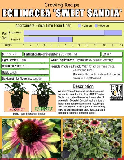 Echinacea 'Sweet Sandia' - Growing Recipe