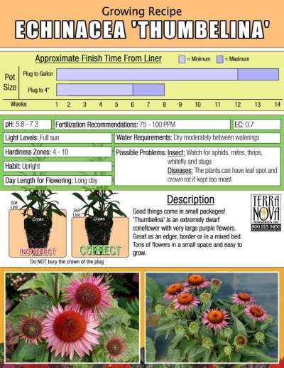 Echinacea 'Thumbelina' - Growing Recipe
