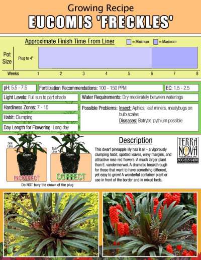 Eucomis 'Freckles' - Growing Recipe