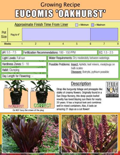 Eucomis 'Oakhurst' - Growing Recipe