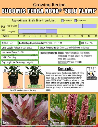 Eucomis TERRA NOVA® 'Zulu Flame' - Growing Recipe