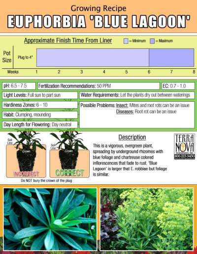 Euphorbia 'Blue Lagoon' - Growing Recipe