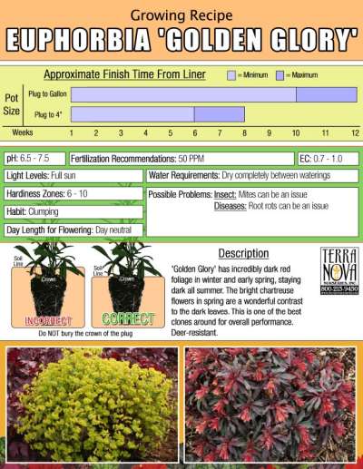Euphorbia 'Golden Glory' - Growing Recipe