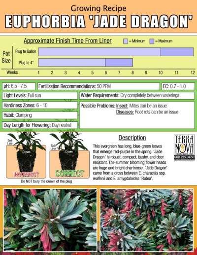 Euphorbia 'Jade Dragon' - Growing Recipe