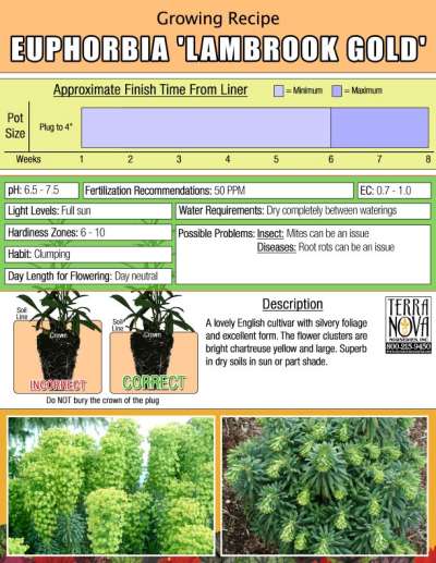 Euphorbia 'Lambrook Gold' - Growing Recipe