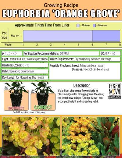 Euphorbia 'Orange Grove' - Growing Recipe