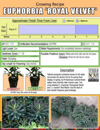 Euphorbia 'Royal Velvet' - Growing Recipe