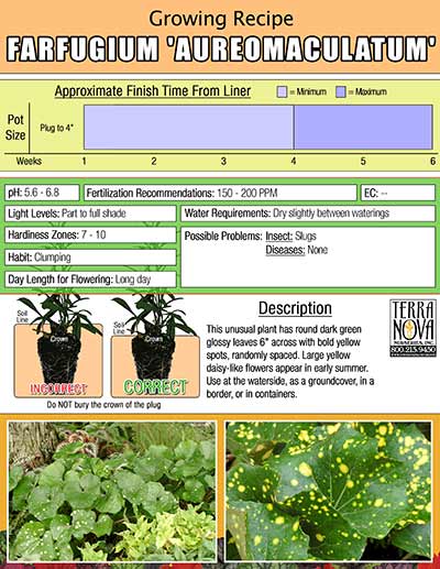 Farfugium 'Aureomaculatum' - Growing Recipe