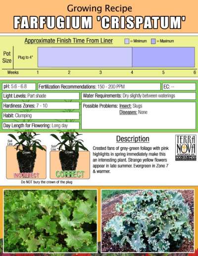 Farfugium 'Crispatum' - Growing Recipe