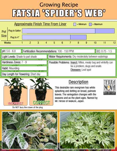 Fatsia 'Spider's Web' - Growing Recipe