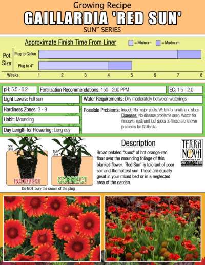 Gaillardia 'Red Sun' - Growing Recipe