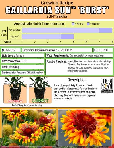 Gaillardia SUN™ 'Burst' - Growing Recipe