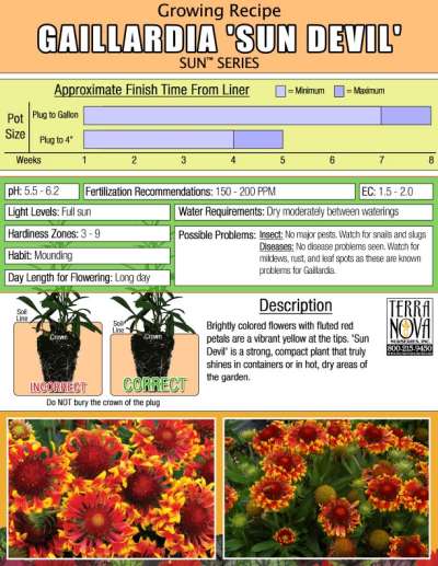 Gaillardia 'Sun Devil' - Growing Recipe