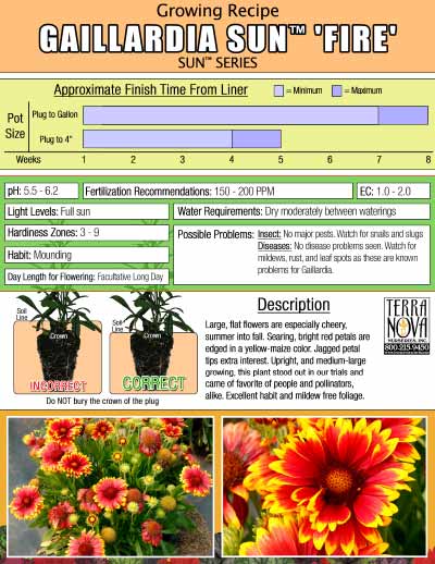 Gaillardia SUN™ 'Fire' - Growing Recipe