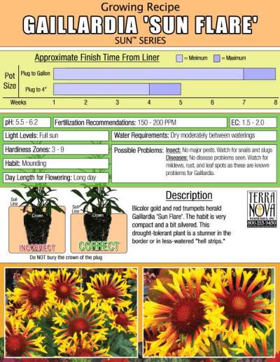 Gaillardia 'Sun Flare' - Growing Recipe