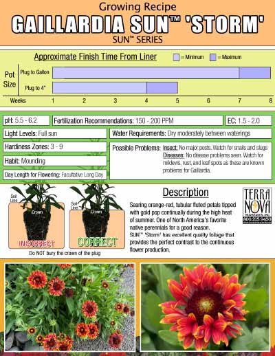 Gaillardia SUN™ 'Storm' - Growing Recipe
