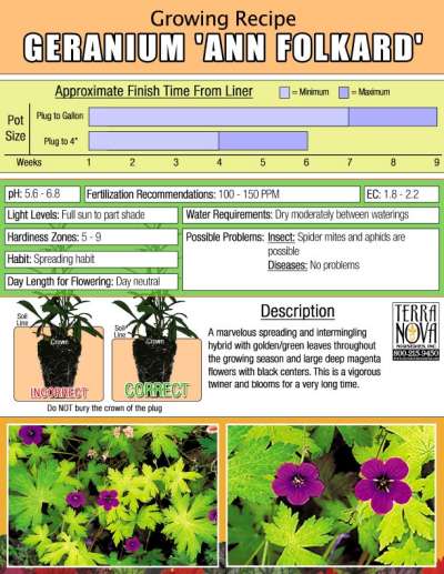 Geranium 'Ann Folkard' - Growing Recipe