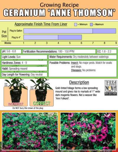 Geranium 'Anne Thomson' - Growing Recipe