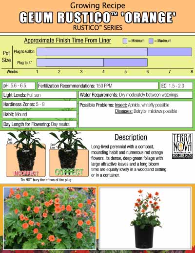 Geum RUSTICO™ 'Orange' - Growing Recipe