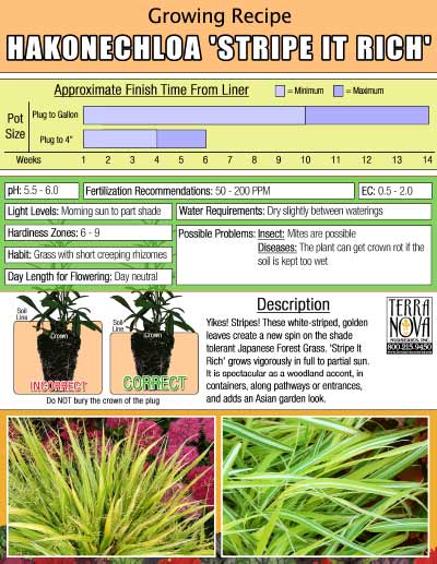 Hakonechloa 'Stripe it Rich' - Growing Recipe