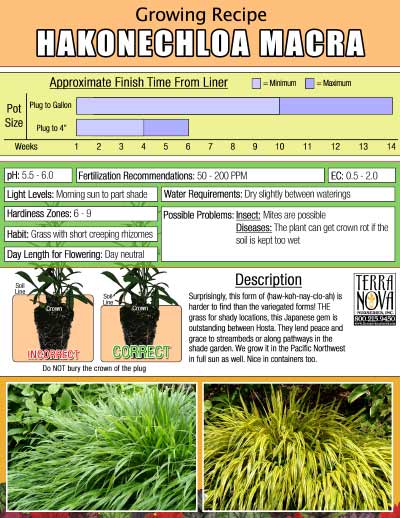 Hakonechloa macra - Growing Recipe