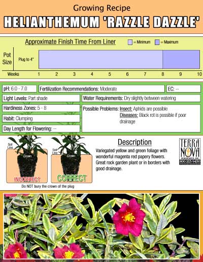 Helianthemum 'Razzle Dazzle' - Growing Recipe