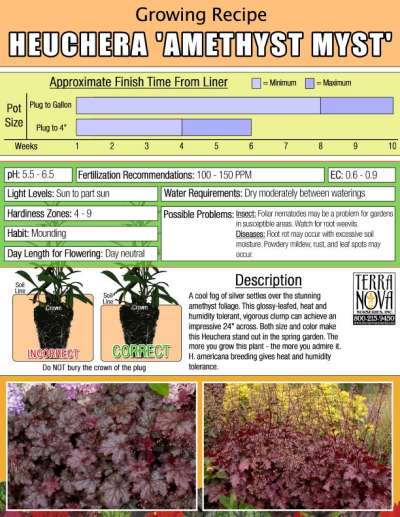 Heuchera 'Amethyst Myst' - Growing Recipe