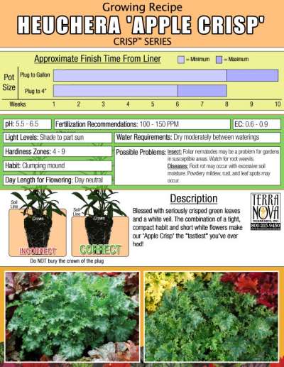 Heuchera 'Apple Crisp' - Growing Recipe