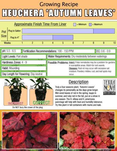 Heuchera 'Autumn Leaves' - Growing Recipe