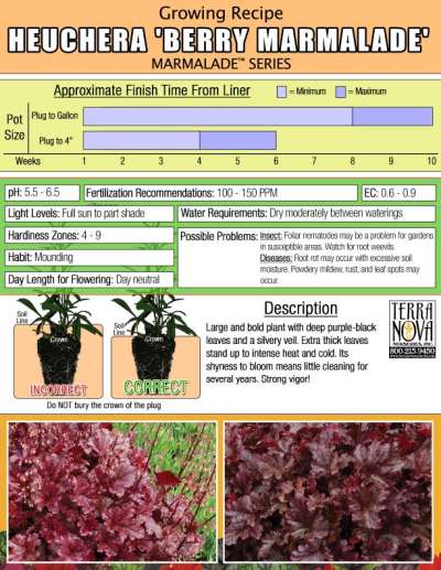 Heuchera 'Berry Marmalade' - Growing Recipe