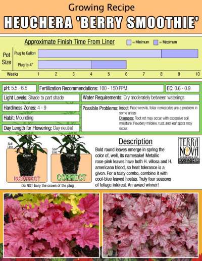 Heuchera 'Berry Smoothie' - Growing Recipe